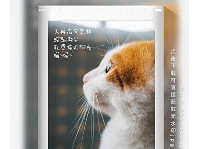 朋友圈晒猫的说说