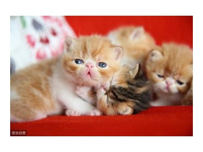 朋友圈晒猫说说