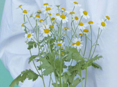 思念一个人的心情短语