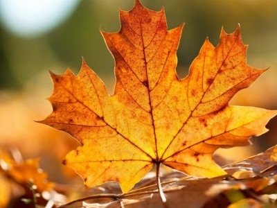 秋天的句子唯美短句