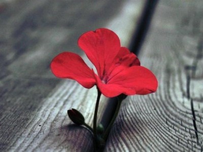 关于父母的好句子