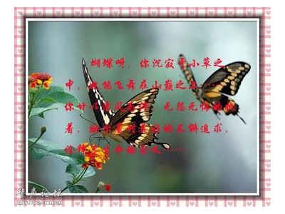 描写蝴蝶的优美句子