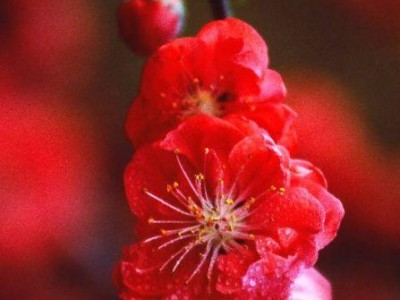 古诗词有哪些意境