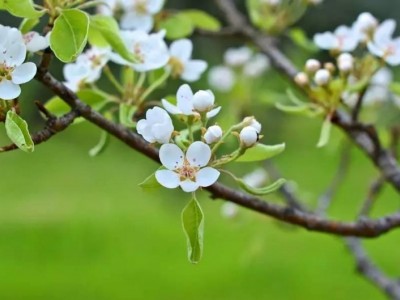 关于燕子的诗句