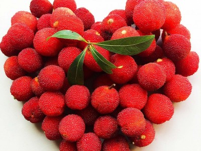 关于杨梅的诗句