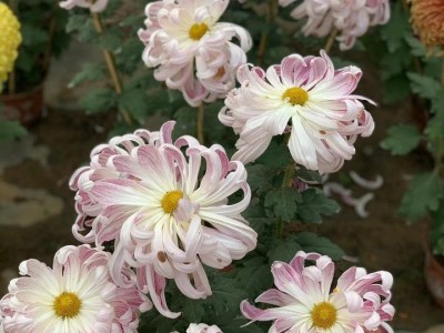 付出和回报的经典语录