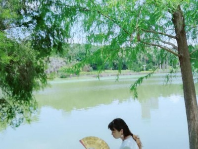 描绘柳树的诗句大全